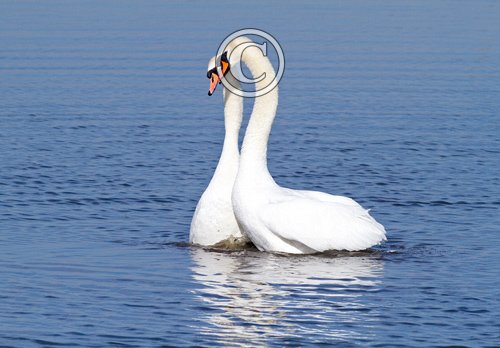 Pair of Mute Swans DM0954